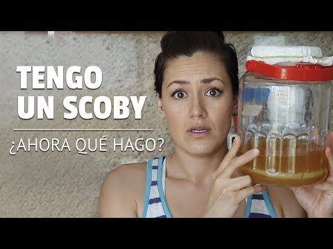 Video: Cómo Cuidar La Kombucha