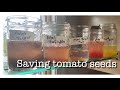 How to save tomato seeds//never buy another pack of seeds again