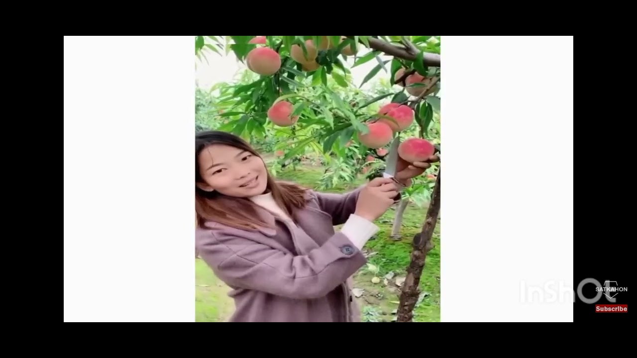 Best farms in china /juicy fruits