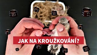 Jak správně kroužkovat?