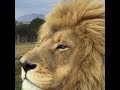 Majestic Lion Tiger Enjoy Full زمری Majestic Lion Tiger Enjoy Full زمری