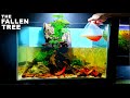 "THE FALLEN TREE" ......MAKING A BLACKWATER AQUARIUM