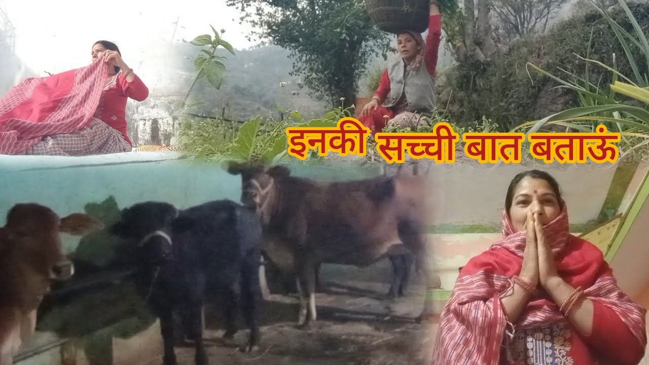 पहली बार दिखाएंअपने पशुओ कीशाम वाली रुटीन हर हालत में पुरी करने पड़ती 