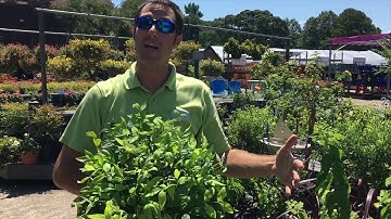 Garden Guru