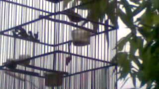 Pleci full ngeroll variasi colibri,kenari,prenjak,glatik wingko,mozambik