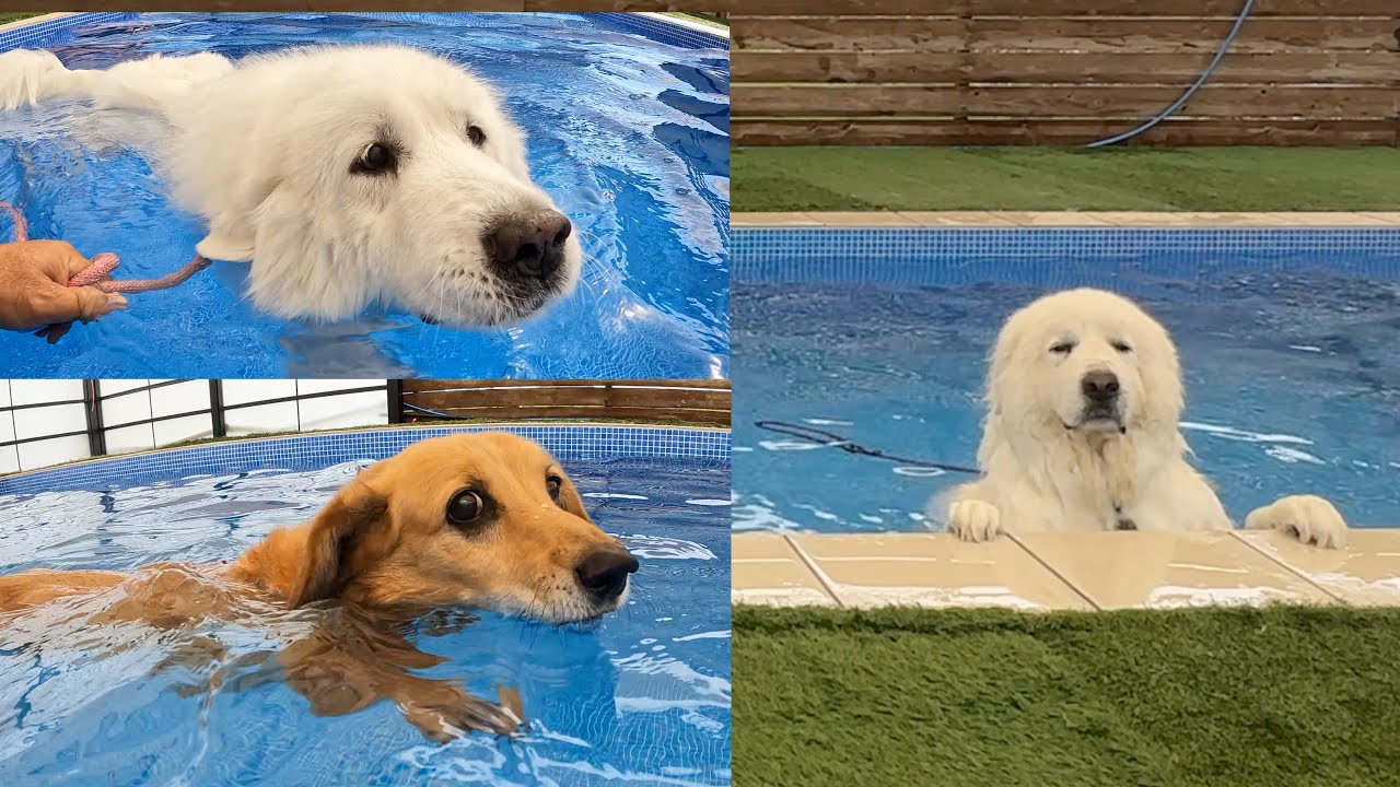 多分さくらも一緒に泳いでいたと思います