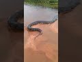 Huge anaconda crossing a flooded road