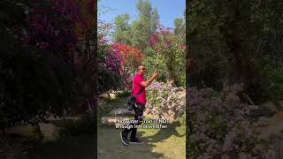common mistakes why your bougainvillea doesnt bloom