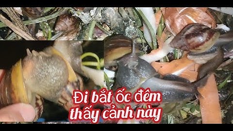 Đi bắt ốc đêm thấy cảnh này - đi bắt ốc - snail