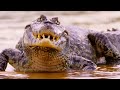WILD COLOMBIA | South America’s Most Dangerous Predators | Nature Animal Documentary