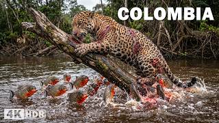 WILD COLOMBIA | South America’s Most Dangerous Predators | Nature Animal Documentary