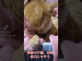 昨夜のともぞう
