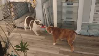Mutt War