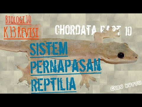 Materi Biologi Kelas 10 K13 Revisi: REPTILIA = Amniota Bersisik (Sistem Pernapasan Reptil) bagian 3