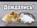 Уточка села на яйца!/Когда индоутка садится на яйца/Диванный кроликовод