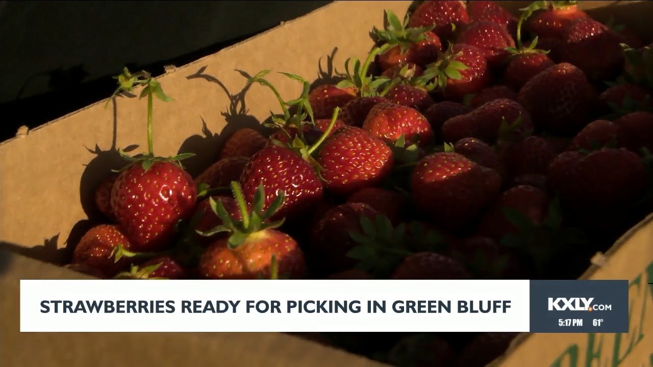 Free Green Bluff Fruit Picking Schedule Today Near Spokane Wa Free Green Bluff Fruit Picking Schedule Today Near Spokane Wa