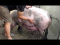 Свиноматка перед опоросом,зарядка для супоросных свиней.