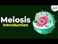 Introduction to Meiosis | Don't Memorise