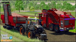 Harvesting Red Beet w/ The NEW COLOSSUS Root Harvester | #Zielonka Ep.46 | #FS22 PREMIUM EXPANSION