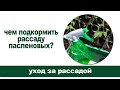 Чем подкормить рассаду? Коктейль для пасленовых.