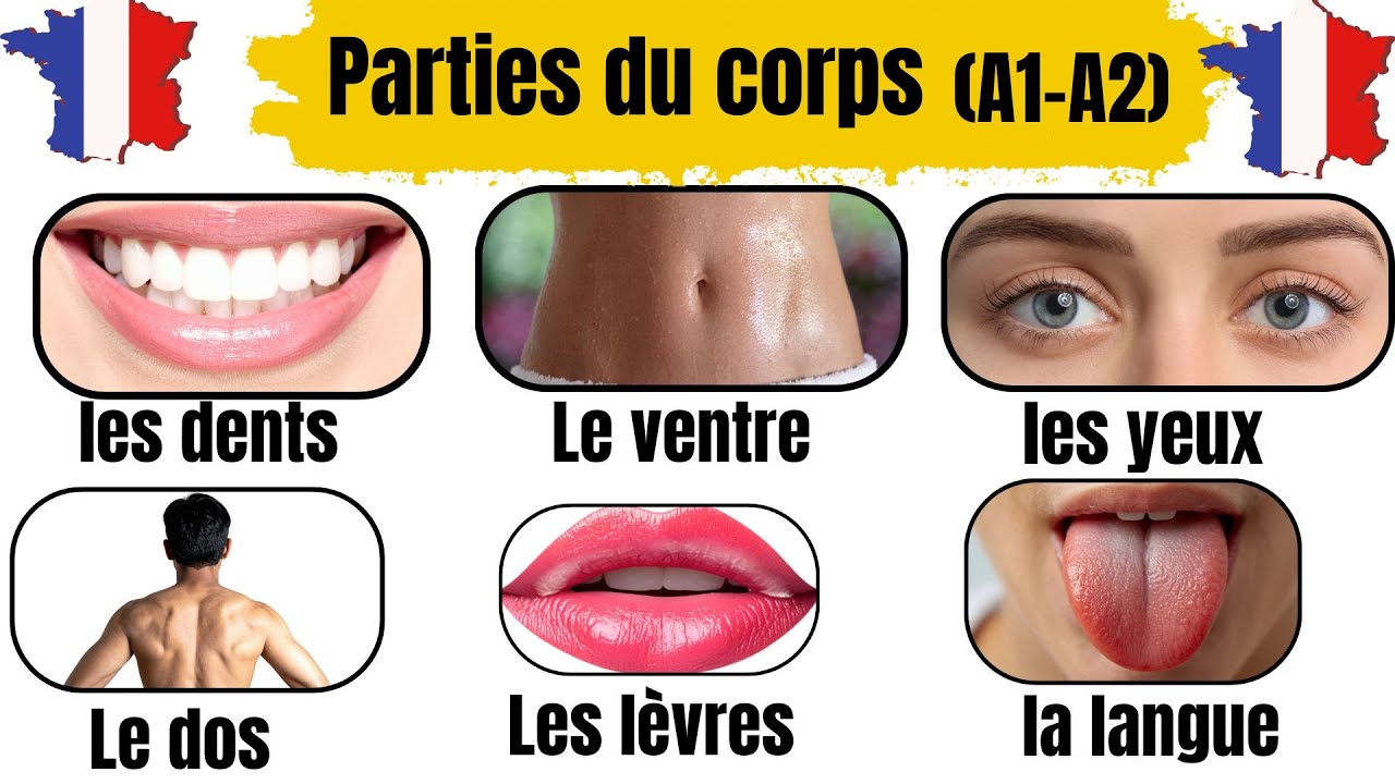 Les parties du corps en français 🇫🇷 | Vocabulaire A1–A2