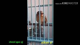 Anakan wambe umur 1 bulan belajar bunyi (niken al )