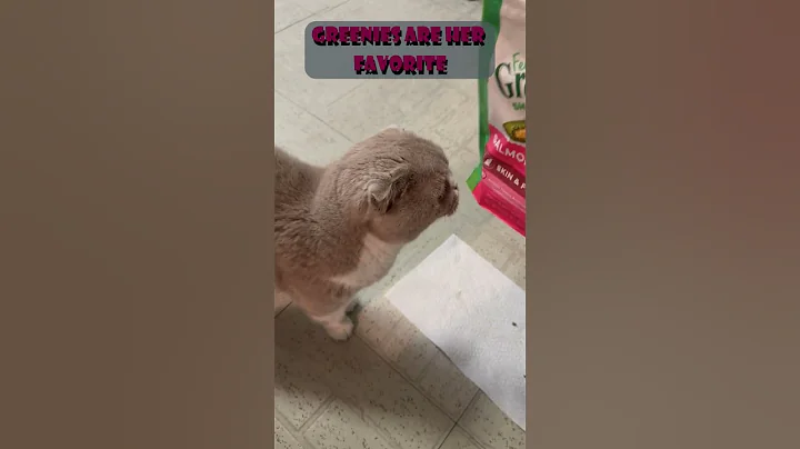 Watch the video about Smokey Sits for Treats - Scottish Folds are so smart