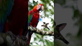 The Hummingbird And The Magic Nectar Orb