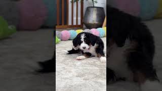 Let’s play! 😇😍 #minibernedoodle #minibernedoodles