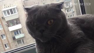 Возвращаюсь на ютуб/Обзор корма/Пурина one/Kisanka Life Возвращаюсь на ютуб/Обзор корма/Пурина one/Kisanka Life