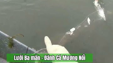 Thả Lưới Trên Sông KINH THẦY.{ Cá mắc Trắng Lưới-Lưới Mương Nổi Cao 3x120m 2,5cm-. Zalo/0938.336.470