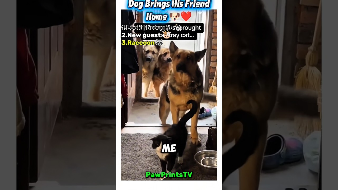 “He Brought FRIEND! 