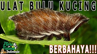 Jika Menjumpainya Carilah Bantuan! Ulat Berbulu Paling Beracun di Dunia