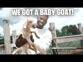 WE GOT A BABY GOAT!