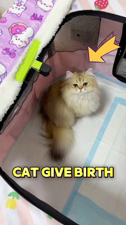 Cat give birth