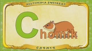 Multipedia Zwierząt. Litera C - Chomik