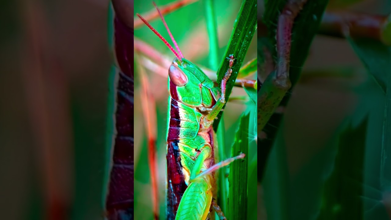 Apexel 100 mm Macro Lens Grasshopper eating 