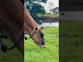 Cow Eating Grass #cow #farming #animals #nature #farmlife #cute #viral #shots #india #srilanka #new