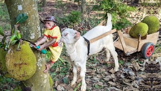 Difficult Journey of CUTIS Takes Goat To Harvest Jackfruit For Peddling In The Market