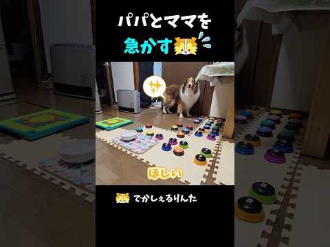 パパとママを急かすシェルティ【会話ボタンでしゃべる犬】  #shorts #dog