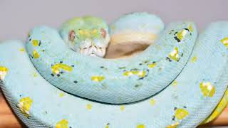 Top 15 Most Beautiful Snake In The World