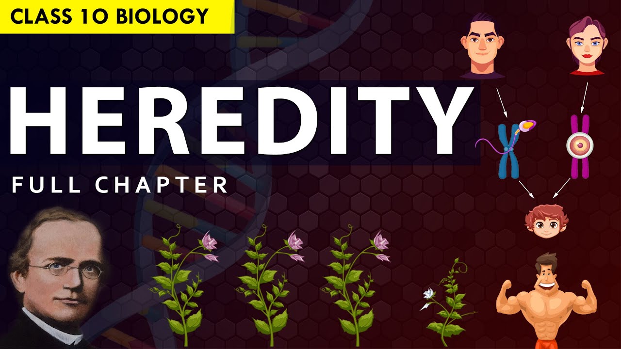 CLASS 10 HEREDITY  EVOLUTION Full chapter explanation Animation  NCERT Class 10 Chapter 8