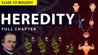 CLASS 10 HEREDITY & EVOLUTION Full chapter explanation (Animation) | NCERT Class 10 Chapter 8