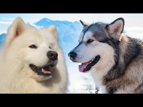 Samoyed Vs Alaskan Malamute