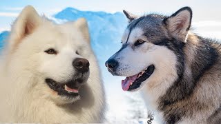 Samoyed Vs Alaskan Malamute