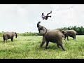 elephant guardians #7