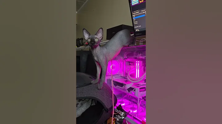 Watch the video about Gotta Love The Hairless 😍 #cat #sphynx #adorable #hairlesscat