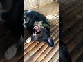 Don't touch me master 🐶🐶#everyone #likeandsubscribe #dogshorts #doglove
