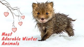Most Adorable Animals in Winter! | Lovely Animals in Winter | Winter Animals by Louis & Eileen 33 views 6 years ago 4 minutes, 17 seconds