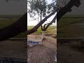 Bangladesh Nature Hobigonj..Bramonbria...short video..#shorts